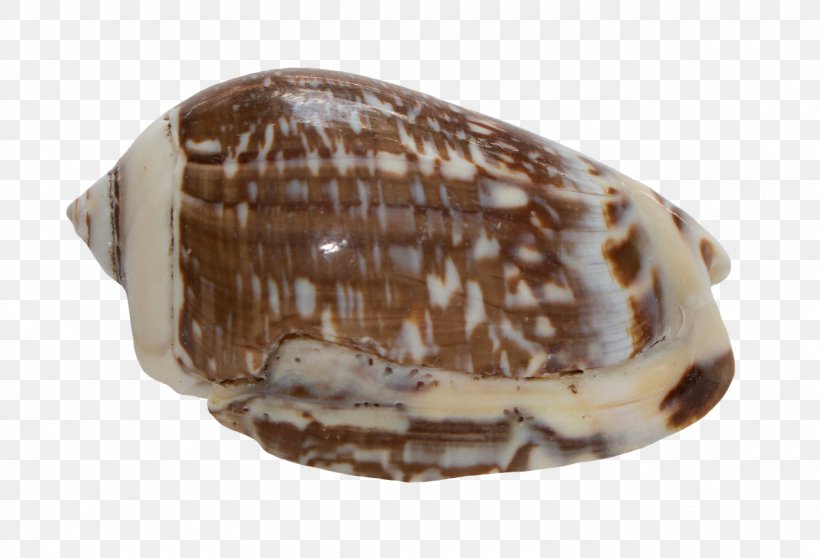 Cockle Conchology Seashell Snail Gastropods, PNG, 1280x872px, Cockle, Animal, Clam, Clams Oysters Mussels And Scallops, Conch Download Free