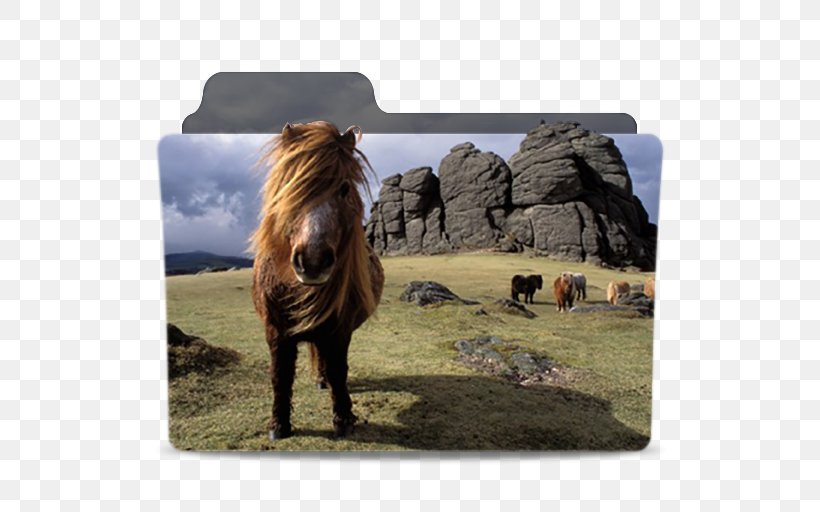 Dartmoor Pony Dartmoor Zoological Park, PNG, 512x512px, Dartmoor Pony, Animal, Dartmoor, Devon, Ecoregion Download Free