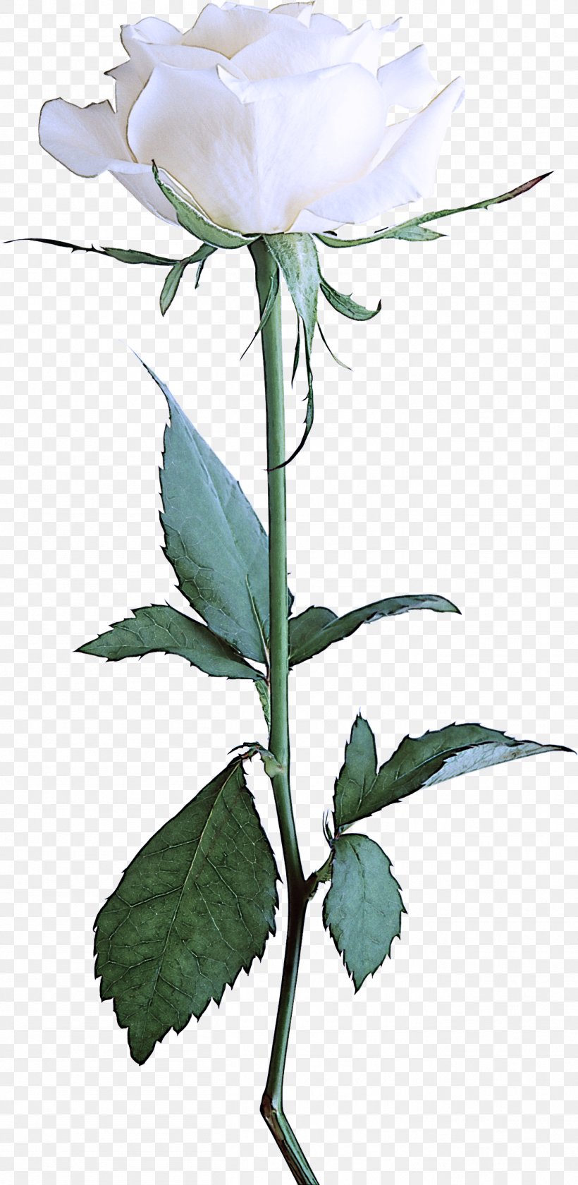 Flower Flowering Plant Plant Leaf Plant Stem, PNG, 1357x2781px, Flower, Flowering Plant, Leaf, Petal, Plant Download Free