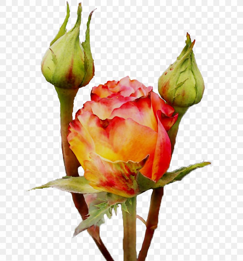 Garden Roses Cabbage Rose Floristry Cut Flowers Bud, PNG, 3359x3609px, Garden Roses, Botany, Bud, Cabbage Rose, Cut Flowers Download Free