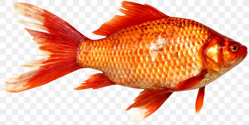 Goldfish Prussian Carp Fish As Food, PNG, 3456x1744px, Koi, Animal, Bass, Bony Fish, Carp Download Free