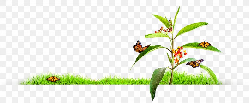Insect Grasses Plant Stem Illustration Flower, PNG, 1148x477px, Insect, Branch, Computer, Family, Flora Download Free