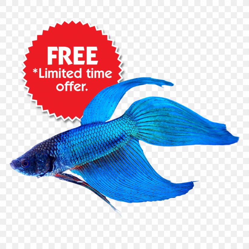 Siamese Fighting Fish Aquarium Veiltail Platy, PNG, 1024x1024px, Siamese Fighting Fish, Animal, Aquarium, Betta, Blue Download Free