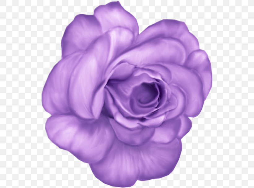 Blue Rose Flower Garden Roses Beach Rose, PNG, 555x606px, Blue, Beach Rose, Blue Rose, Cartoon, Color Download Free
