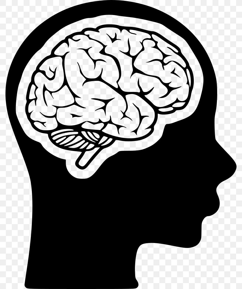 Midbrain Cognitive Training Human Head Human Brain, PNG, 784x980px, Watercolor, Cartoon, Flower, Frame, Heart Download Free