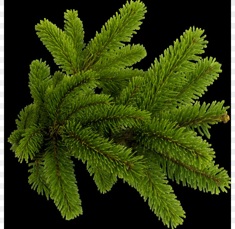 Spruce Clip Art, PNG, 792x800px, Spruce, Biome, Branch, Conifer, Conifers Download Free