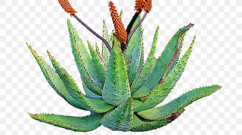 Aloe Vera Succulent Plant Skin Medicine, PNG, 772x456px, Aloe Vera, Agave, Agave Azul, Aloe, Cactaceae Download Free