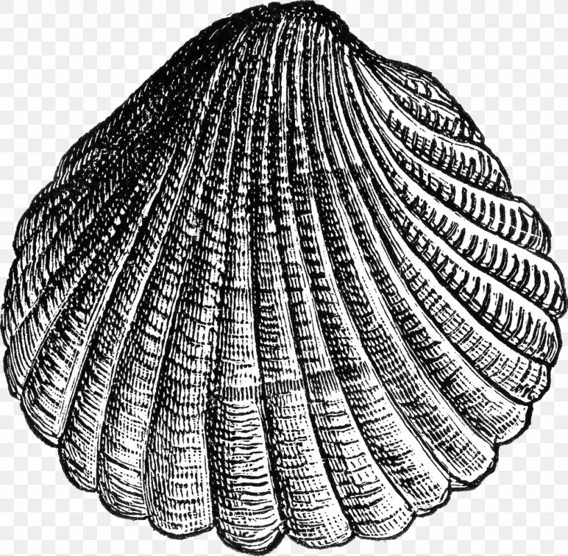 Cockle Seashell Clam Sea Urchin Pectinidae, PNG, 1024x1003px, Cockle, Animal Source Foods, Black And White, Clam, Clams Oysters Mussels And Scallops Download Free
