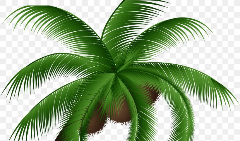 Coconut Water Palm Trees Clip Art, PNG, 1073x631px, Coconut, Arecales, Attalea Speciosa, Botany, Coconut Water Download Free