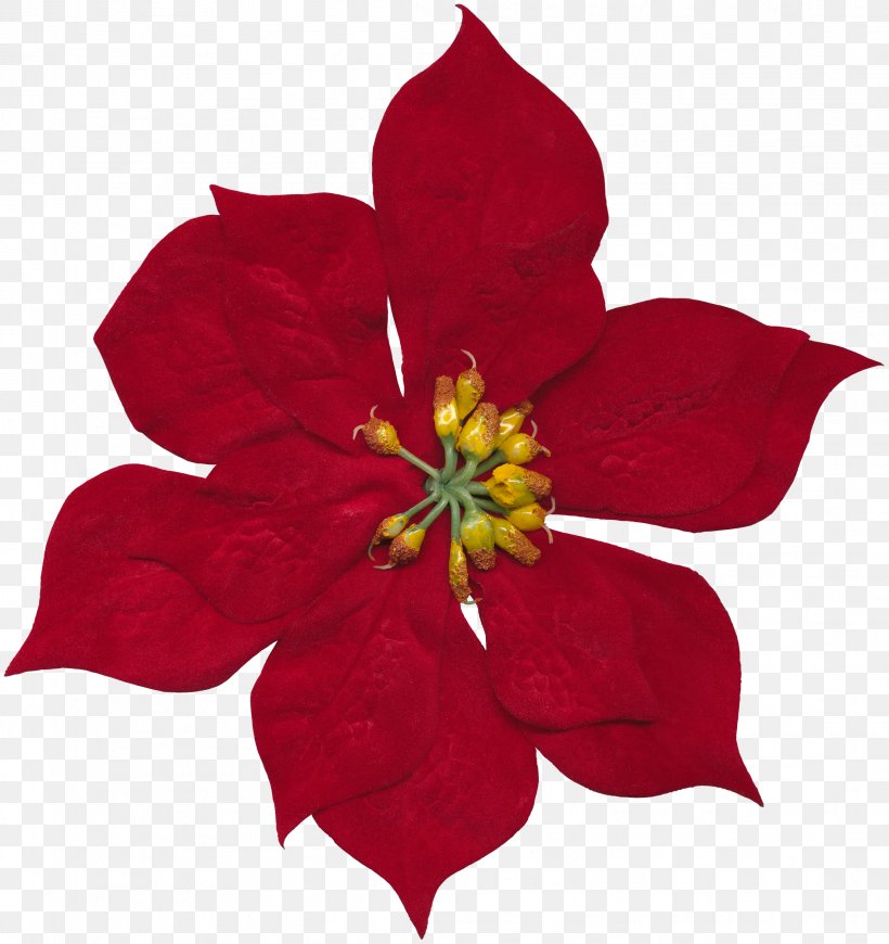 Cut Flowers Floral Design Rosaceae, PNG, 2209x2346px, Flower, Cut Flowers, Flora, Floral Design, Flowering Plant Download Free