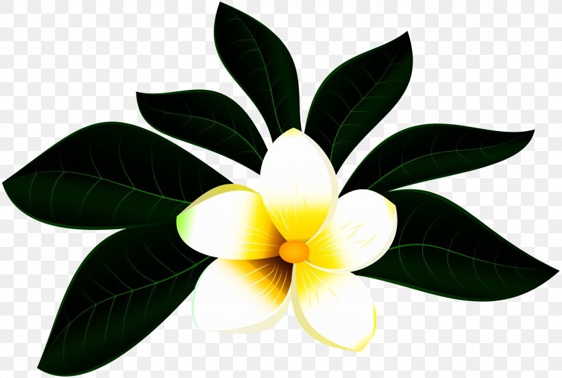 Floral Flower Background, PNG, 3000x2019px, Flower, Decorative Borders, Drawing, Floral Design, Frangipani Download Free