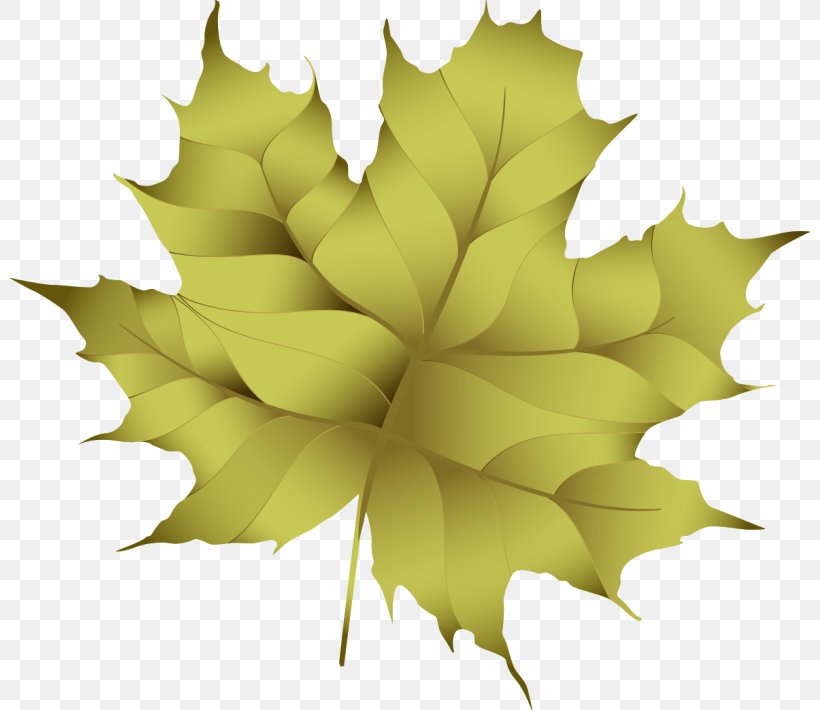 Maple Leaf, PNG, 800x710px, Maple Leaf, Autumn, Flowering Plant, Leaf, Maple Download Free