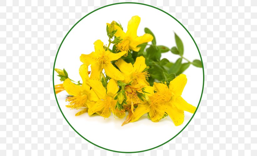 Perforate St John's-wort Herb Extract Dietary Supplement Stock Photography, PNG, 500x500px, Herb, Can Stock Photo, Cut Flowers, Depression, Dietary Supplement Download Free