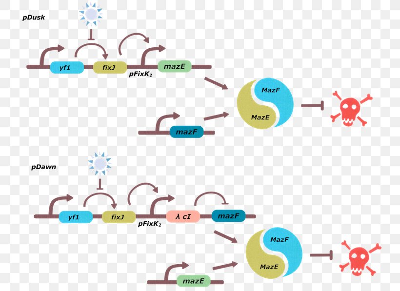 Synthetic Biology International Genetically Engineered Machine Optogenetics Biocontainment, PNG, 749x597px, Biology, Area, Bacteria, Biocontainment, Body Jewelry Download Free