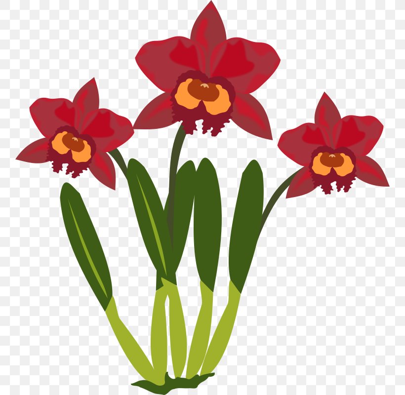Cattleya Orchids Clip Art, PNG, 758x800px, Cattleya Orchids, Amaryllis Family, Botany, Cut Flowers, Flora Download Free