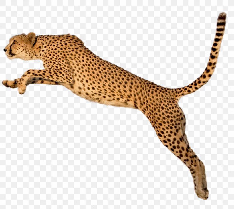 Cheetah Tiger Clip Art, PNG, 876x784px, Cheetah, Acinonyx, Big Cat, Big Cats, Carnivoran Download Free