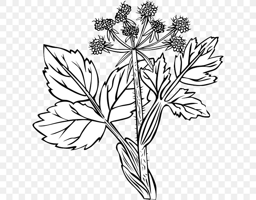 Drawing Clip Art, PNG, 612x640px, Drawing, Black And White, Branch, Color, Cut Flowers Download Free