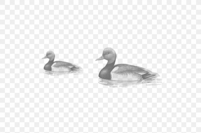 Duck Goose Bird Black And White Beak, PNG, 1786x1187px, Duck, Beak, Bird, Black, Black And White Download Free