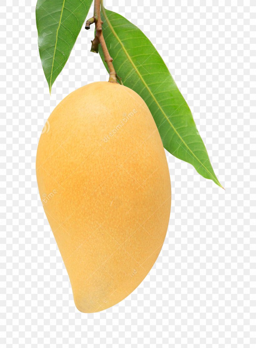 Mango Leaf Fruit Yellow Auglis, PNG, 957x1300px, Mango, Auglis, Citron, Citrus, Food Download Free