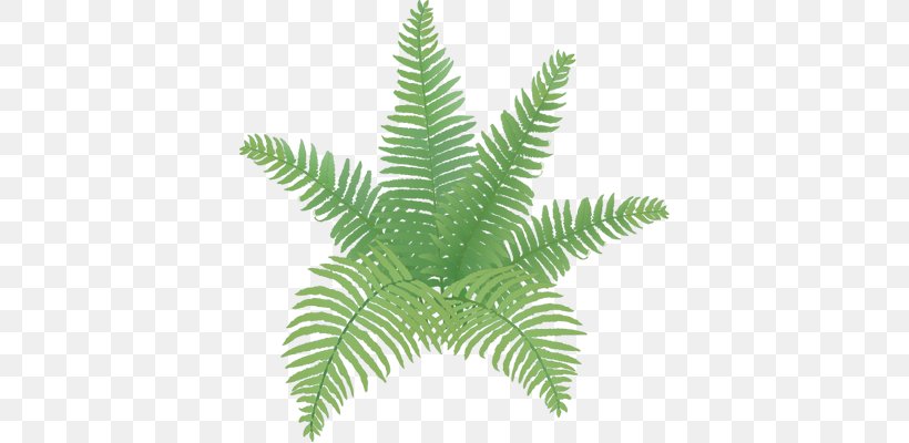 Ostrich Fern Plant Drawing Leaf, PNG, 388x400px, Fern, Athyrium Niponicum, Burknar, Drawing, Ferns And Horsetails Download Free