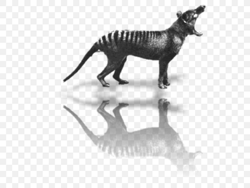 Tasmania Tiger Thylacine Extinction On The Track Of Unknown Animals, PNG, 588x616px, Tasmania, Animal, Animal Figure, Black And White, Carnivoran Download Free