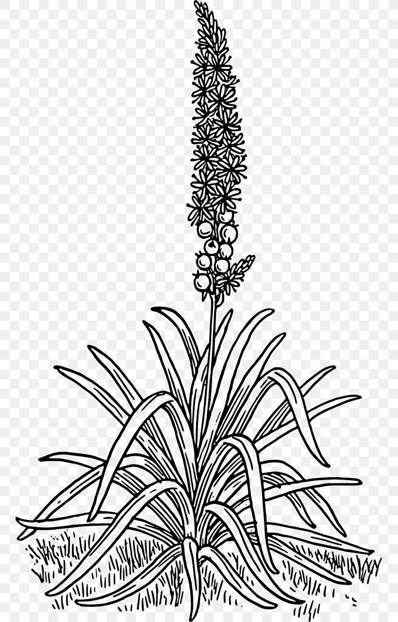 Asphodel Meadows Branched Asphodel Drawing Clip Art, PNG, 755x1280px, Asphodel Meadows, Asphodelaceae, Asphodeline, Asphodeloideae, Black And White Download Free