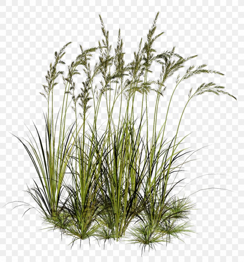 Herbaceous Plant Clip Art, PNG, 1006x1080px, Herbaceous Plant, Alpha Compositing, Chrysopogon Zizanioides, Data, Grass Download Free