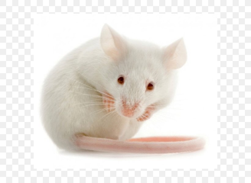 Rodent House Mouse Laboratory Mouse, PNG, 600x600px, Rodent, Animal, Fauna, Gene Knockout, Genome Download Free