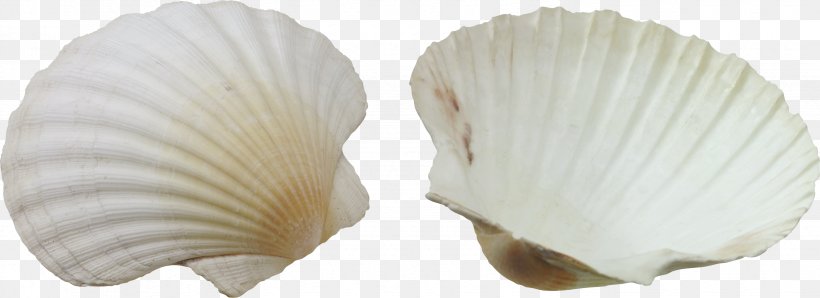 Seashell Clip Art, PNG, 3290x1199px, Seashell, Caracol, Cockle, Conchology, Display Resolution Download Free