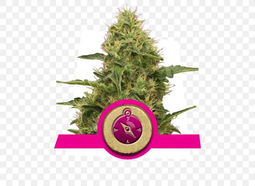 Seed Frosting & Icing Biscuits Royal Icing Taste, PNG, 600x600px, Seed, Autoflowering Cannabis, Biscuits, Cannabis, Cannabis Cultivation Download Free