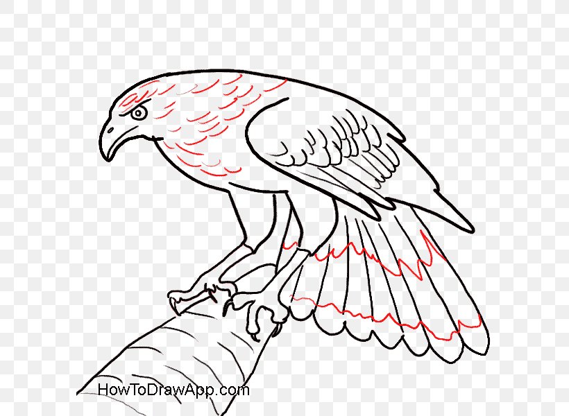 Bald Eagle Bird Drawing, PNG, 600x600px, Bald Eagle, Artwork, Beak, Bird, Bird Of Prey Download Free