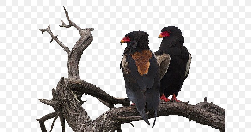 Central Kalahari Game Reserve Crows Stock Photography, PNG, 650x433px, Central Kalahari Game Reserve, Accipitriformes, Alamy, Beak, Bird Download Free