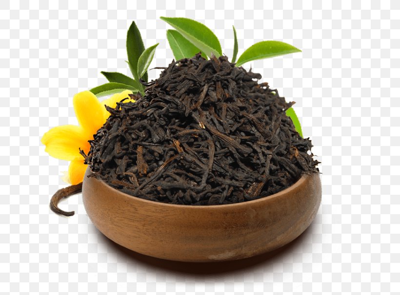 Dianhong Nilgiri Tea Oolong Tea Plant, PNG, 700x606px, Dianhong, Assam Tea, Bai Mudan, Bancha, Biluochun Download Free