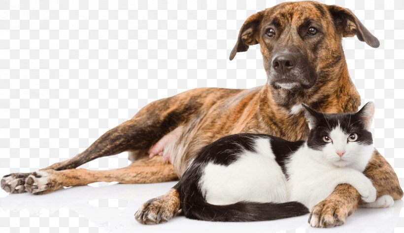 Dog–cat Relationship Dog–cat Relationship Pet Breed, PNG, 827x477px, Cat, Animal, Breed, Canidae, Cat Breed Download Free