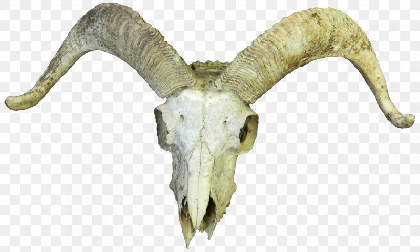 Goat Cattle Skull Horn Bone, PNG, 3307x1985px, Goat, Animal, Bone, Caprinae, Cattle Download Free
