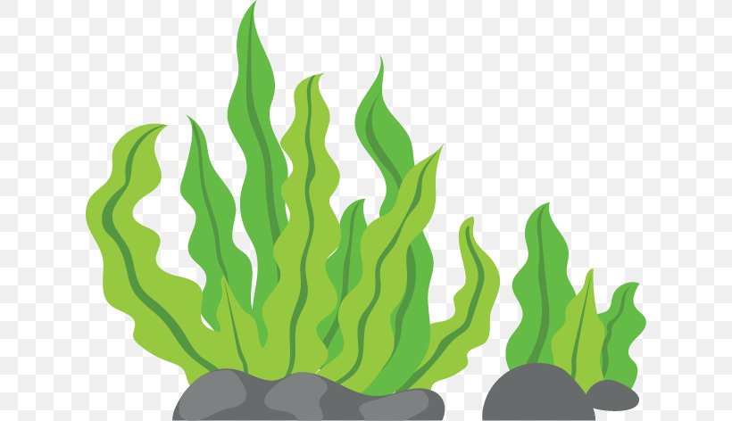 Seaweed Macrocystis Pyrifera Clip Art, PNG, 628x472px, Seaweed, Algae, Grass, Grass Family, Green Download Free
