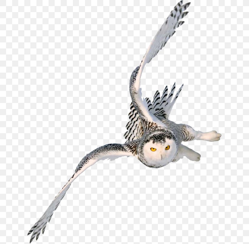Snowy Owl Image Barn Owl, PNG, 640x806px, Owl, Animal, Barn Owl, Beak, Bird Download Free