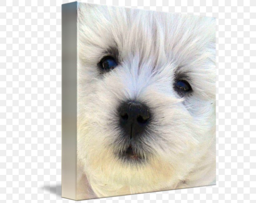 West Highland White Terrier Cairn Terrier Norfolk Terrier Dandie Dinmont Terrier Maltese Dog, PNG, 578x650px, West Highland White Terrier, Bichon, Bolognese, Bolognese Dog, Cairn Terrier Download Free