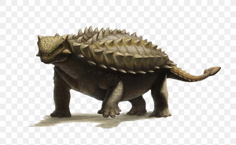 Ankylosaurus Talarurus Late Cretaceous Acanthopholis Euoplocephalus, PNG, 900x554px, Ankylosaurus, Acanthopholis, Animal Figure, Ankylosauria, Ankylosauridae Download Free