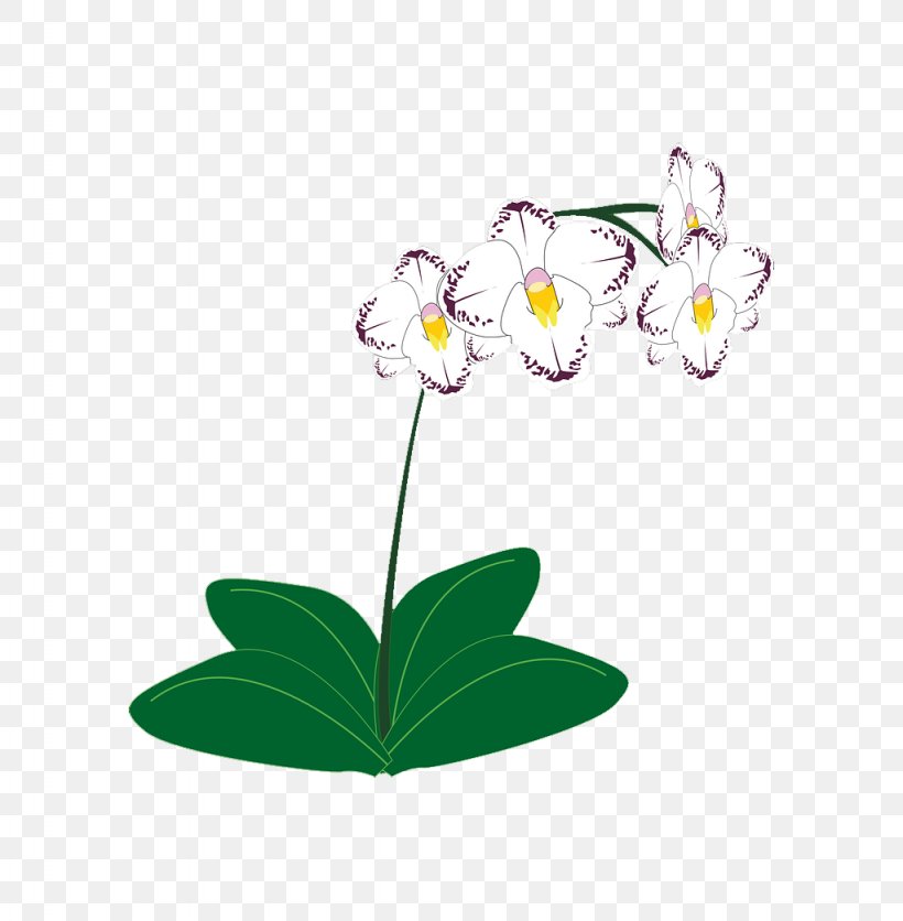 Clip Art Vector Graphics Orchids Illustration, PNG, 1024x1045px, Orchids, Branch, Drawing, Flora, Floral Design Download Free