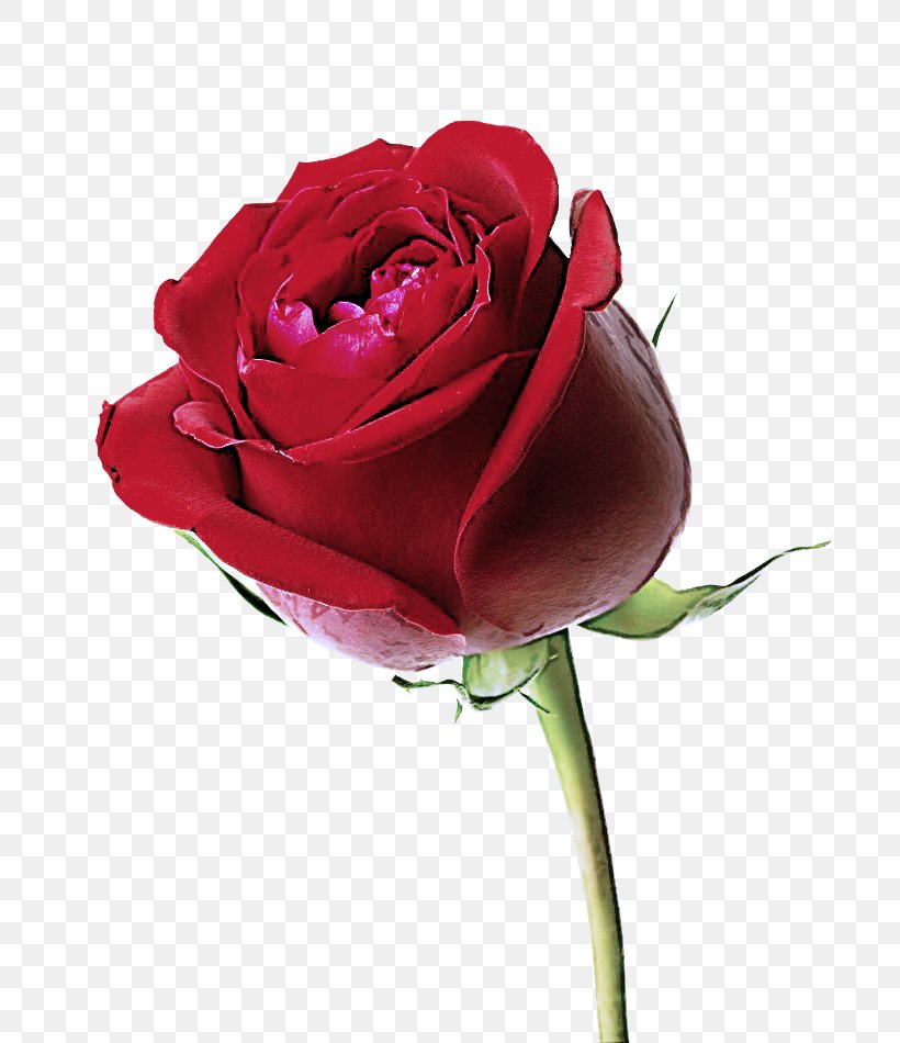 Garden Roses, PNG, 784x950px, Flower, Cut Flowers, Flowering Plant, Garden Roses, Hybrid Tea Rose Download Free