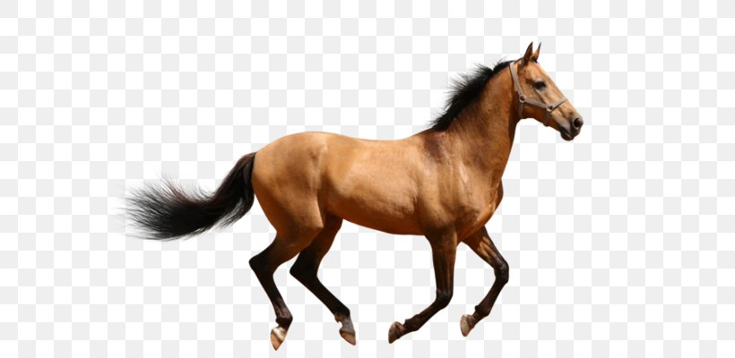 Horse Mare Donkey Mule Image, PNG, 640x400px, Horse, Animal Figure, Canter And Gallop, Colt, Donkey Download Free
