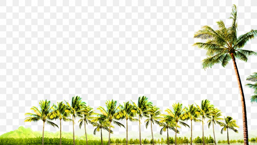 Tree Coconut, PNG, 1000x565px, 3d Computer Graphics, Tree, Arecaceae, Coconut, Grass Download Free
