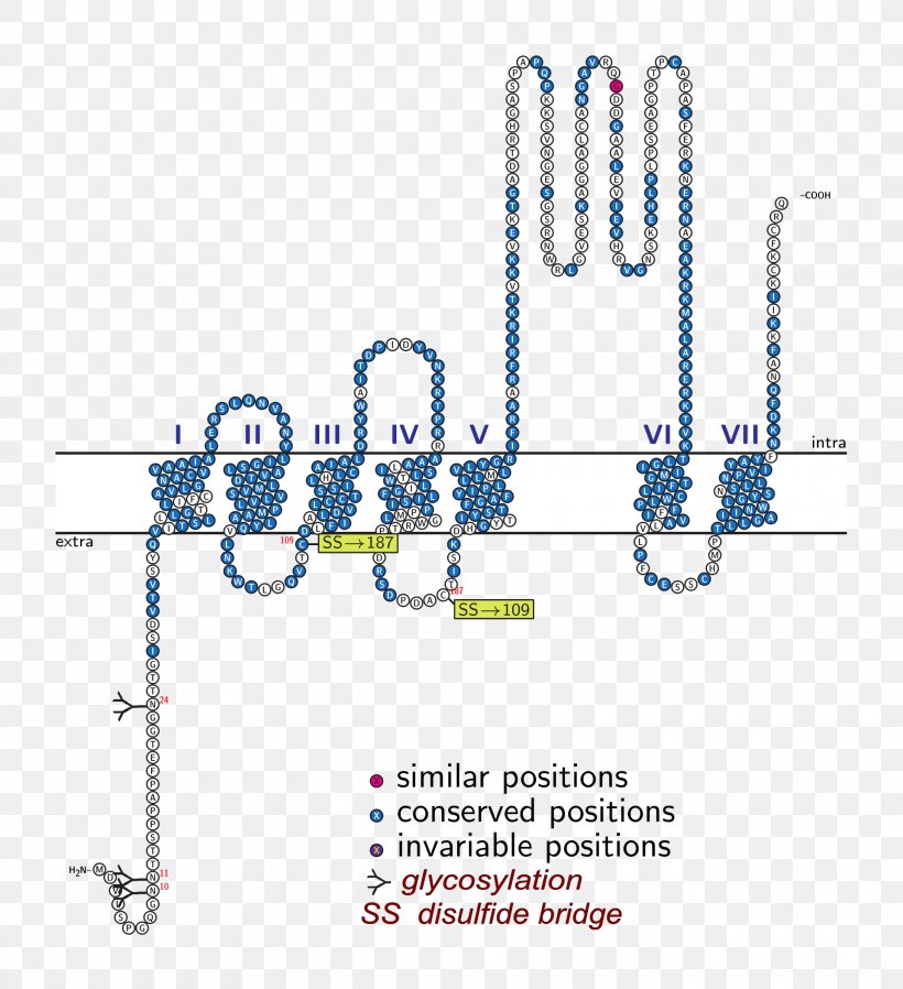 5-HT1A Receptor 5-HT Receptor Serotonin Sensory Receptor, PNG, 1920x2103px, 5ht1a Receptor, 5ht Receptor, Adenylyl Cyclase, Agonist, Cannabidiol Download Free