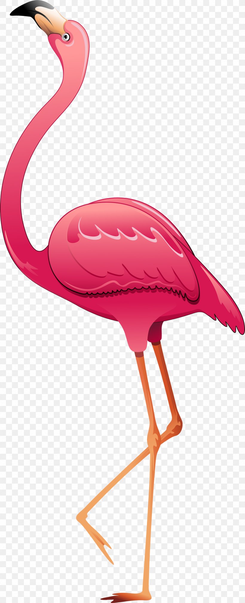 Greater Flamingo Bird, PNG, 1615x3979px, Greater Flamingo, Beak, Bird, Ciconiiformes, Decoratie Download Free