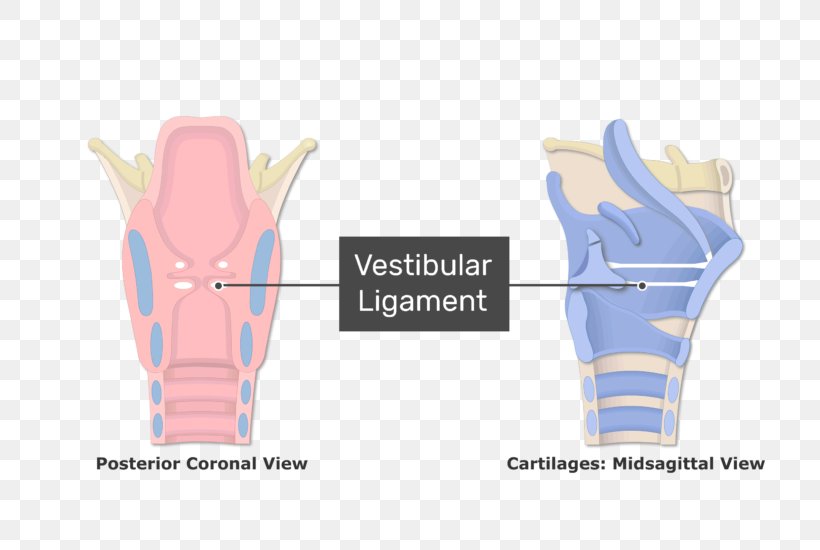 Larynx Vestibular Fold Vocal Folds Vocal Ligament, PNG, 770x550px, Watercolor, Cartoon, Flower, Frame, Heart Download Free