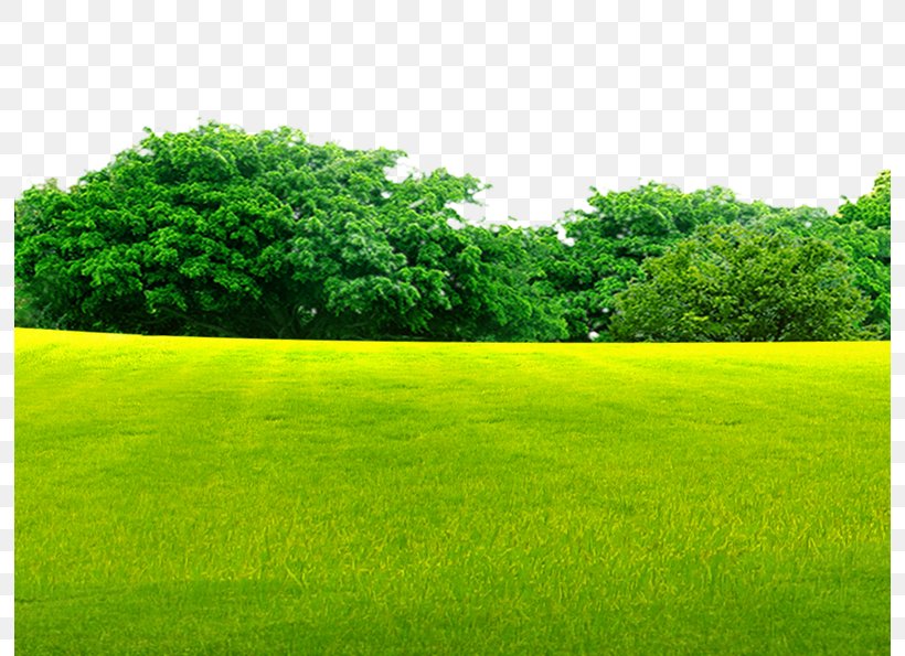 Lawn Grassland, PNG, 794x595px, Lawn, Agriculture, Crop, Designer, Ecosystem Download Free