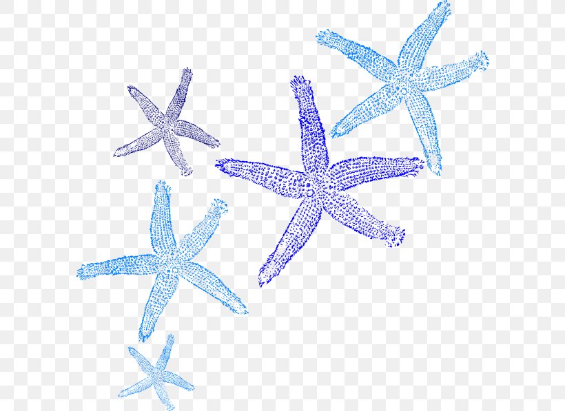 Starfish Clip Art, PNG, 600x597px, Starfish, Book, Copyright, Echinoderm, Invertebrate Download Free