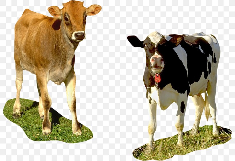 Taurine Cattle Holstein Friesian Cattle Calf Brown Swiss Cattle, PNG, 800x561px, Taurine Cattle, Animal Figure, Bovinae, Bovine, Brown Swiss Cattle Download Free