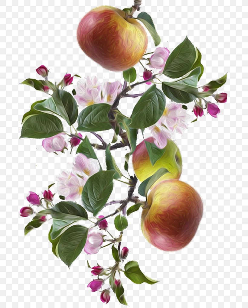 Apple Peach Food Fruit Tree, PNG, 721x1019px, Apple, Branch, Branching, Food, Fruit Download Free